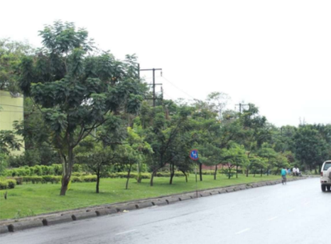 Avenue trees along Pune–Mumbai Road